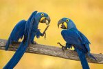 blue macaws.jpg