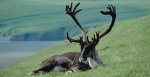 a caribou.jpg