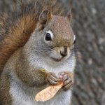 a gray squirrel.jpg