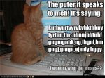 funny-cat-picture.jpg