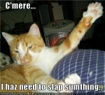 funny-pictures-cat-wants-to-slap.jpg