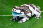 a blue-mouth frog.jpg