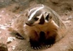 a badger.jpg