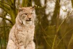 a lynx.jpg