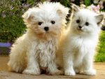 white puppy and kitten.jpg