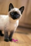 Siamese kitten.jpg