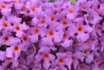 'Border Beauty' flowers.jpg