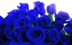 blue_roses_hd_wallpapers.jpg