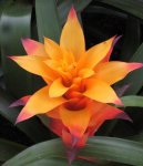 bromelia flower.jpg