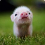 A Piglet.jpg