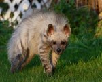 A Hyena.jpg