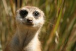 a meerkat.jpg