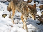 a red wolf.jpg