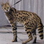 A Serval.jpeg