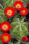 cactus flowers.jpg