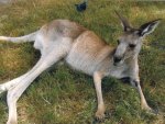 a wallabee.jpg