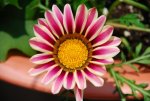 Colourful_Flower_03.jpg