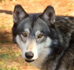 A Wolf.jpg