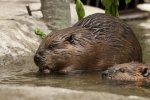 American beavers.jpg
