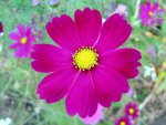 Dark_pink_cosmos_flower.jpg