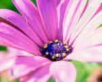 -downloadfiles-wallpapers-1280_1024-pink_flower_wallpaper_flowers_nature_wallpaper_1280_1024_118.jpg