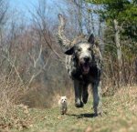 small-dogs-big-dogs-30.jpg small-dogs-big-dogs-30.jpg