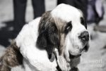dog--old-dog-young-at-heart-luke-kneale.jpg