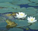 Frog Live Concert On The Apple Lake363.jpg