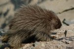 gelsenkirchen_erethizon_dorsatum_2005_1.jpg