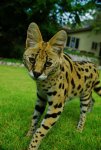 African Serval.jpg