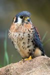 American Kestrel.jpg