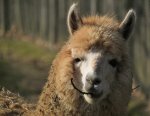 an alpaca.jpg