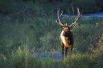 an elk.jpg