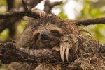 Sloth-ball_ZSL.568.jpg