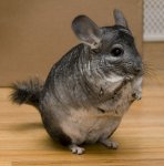 typical-chinchilla.jpg