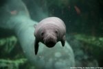 ob_e537be_lamentin-des-caraibes-au-zoo-de-beauv.jpg