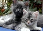 2 gray tabbies.jpg