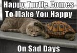 happy turtle.jpg