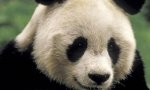 Cute-Black-and-White-Panda-colors-34711842-1000-600.jpg