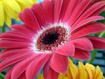 flower-74602_640.jpg