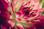 flower-224499_640.jpg