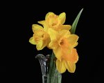 flowers-93014_640.jpg