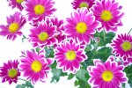 flowers-163717_640.jpg