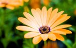 hd-desktop-flower-wallpaper.dekstop1.jpg