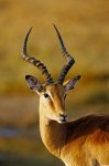 an impala (2).jpg