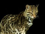 an ocelot.jpg