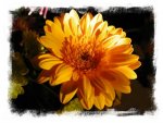 fleur orange 1024.jpg