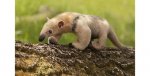 ant-eater.jpg