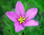 Native Florida flower.jpg