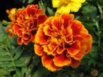 orange marigolds.jpg